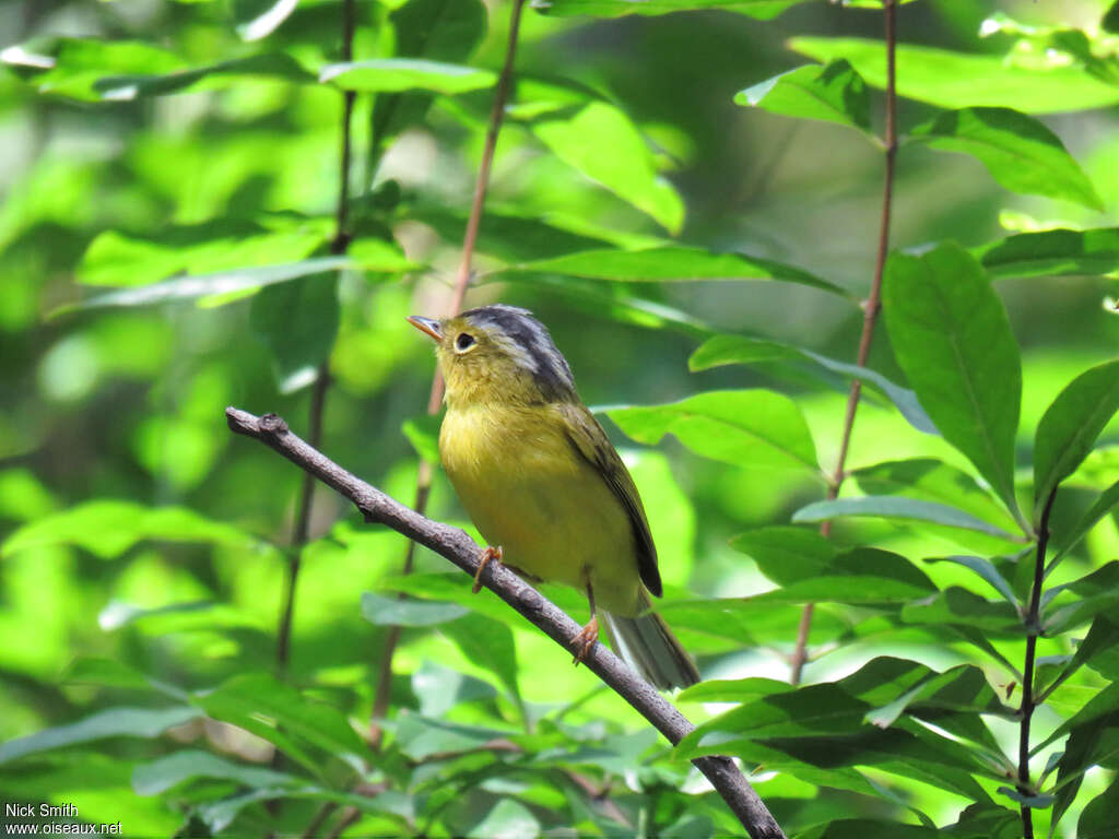 Grey-crowned Warbleradult, close-up portrait