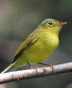 Grey-crowned Warbler