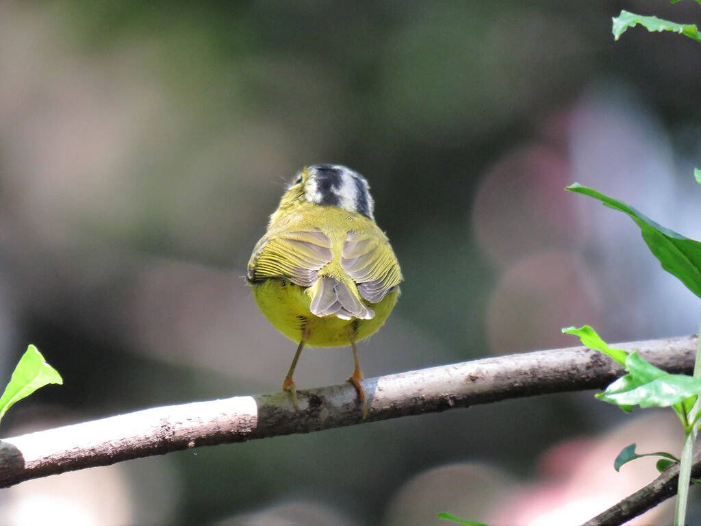 Grey-crowned Warbler