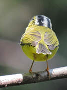 Grey-crowned Warbler