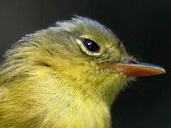 Grey-crowned Warbler