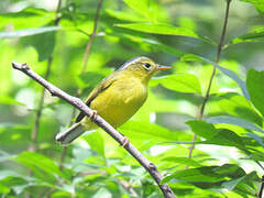 Grey-crowned Warbler