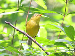 Grey-crowned Warbler