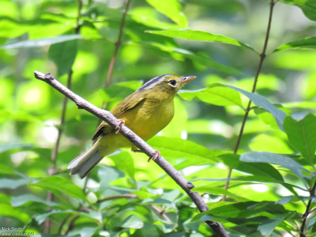 Grey-crowned Warbleradult, identification