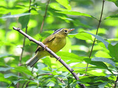 Grey-crowned Warbler