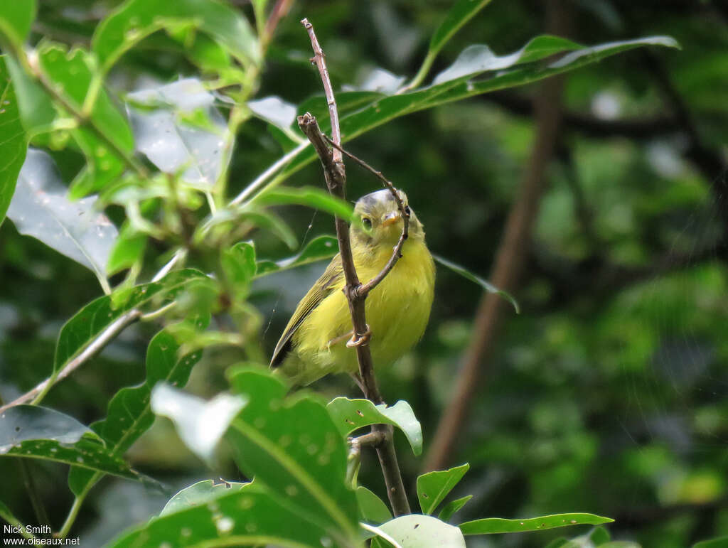 Bianchi's Warbler