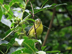 Bianchi's Warbler