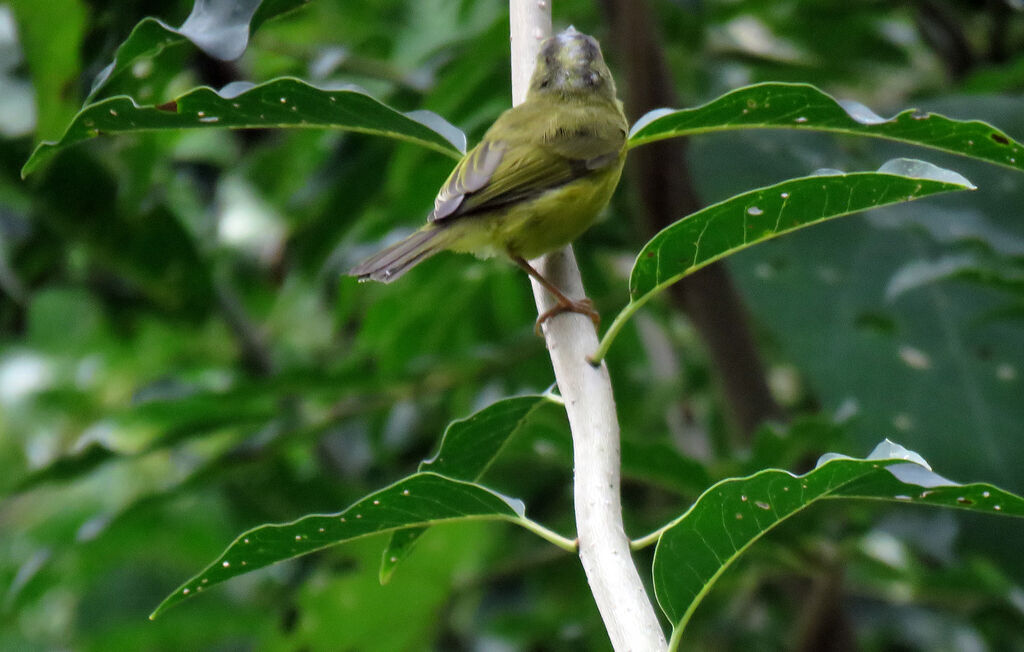 Bianchi's Warbler