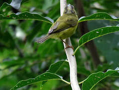 Bianchi's Warbler