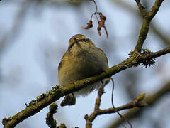 Hume's Leaf Warbler