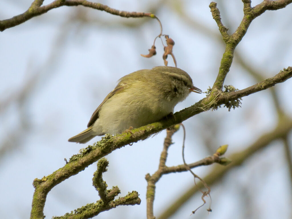 Hume's Leaf Warbler