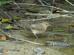 Radde's Warbler