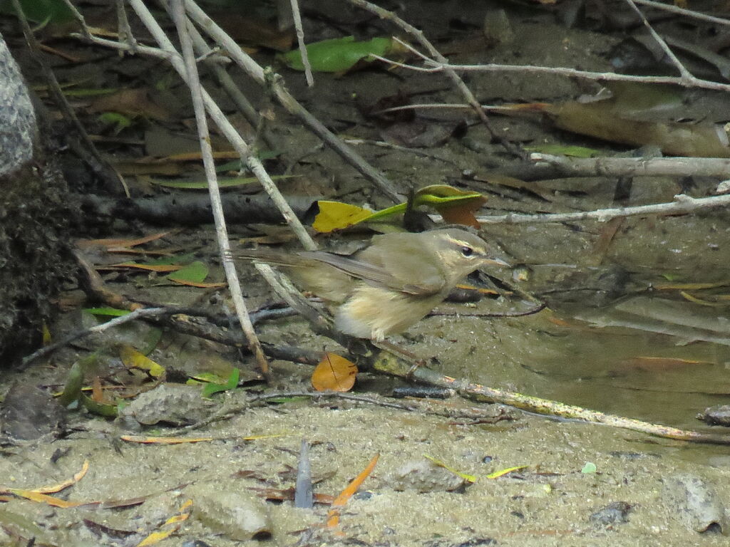 Radde's Warbler