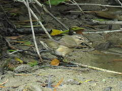 Radde's Warbler