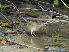 Radde's Warbler