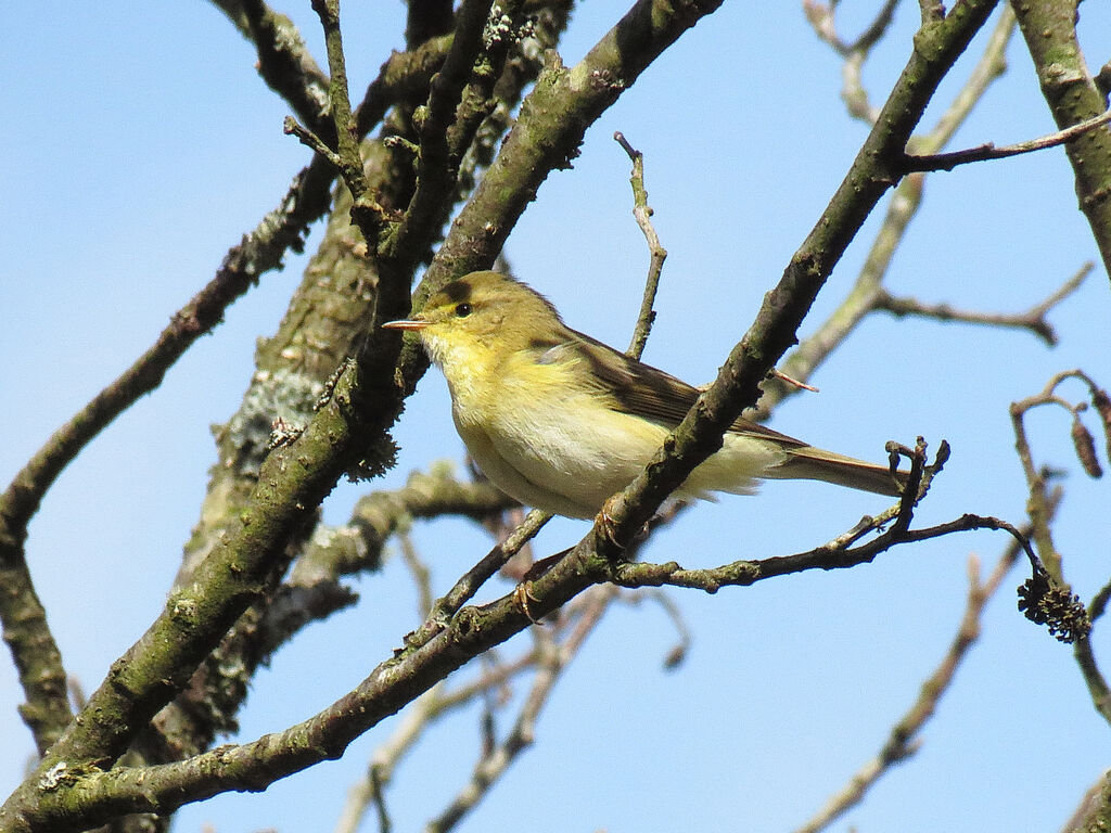 Willow Warbler