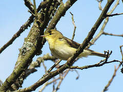 Willow Warbler