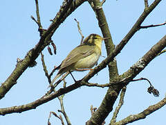 Willow Warbler