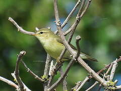 Willow Warbler