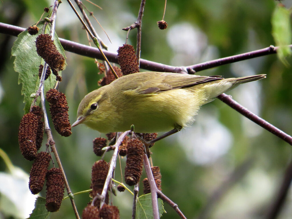 Willow Warbler