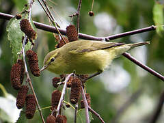 Willow Warbler