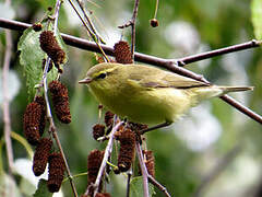 Willow Warbler