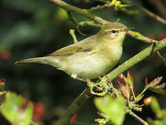 Willow Warbler