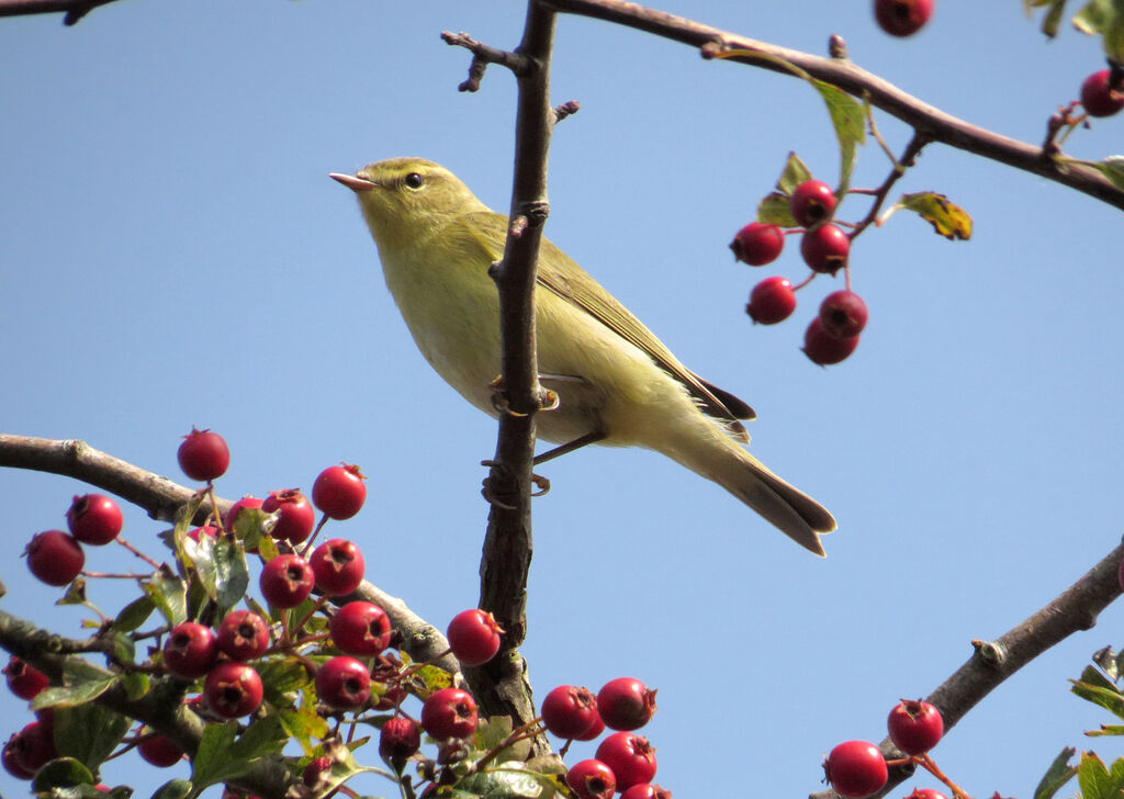 Willow Warbler