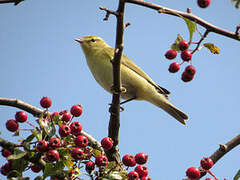 Willow Warbler