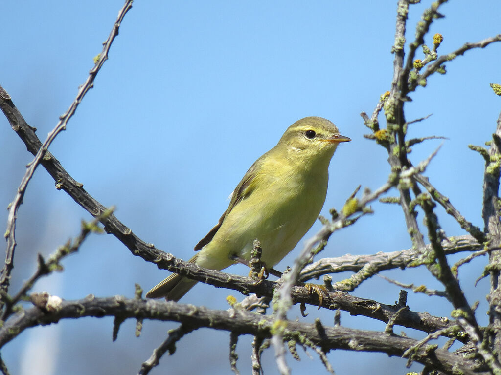 Willow Warbler