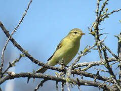 Willow Warbler