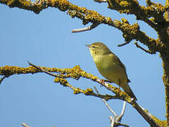 Willow Warbler