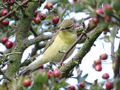 Willow Warbler