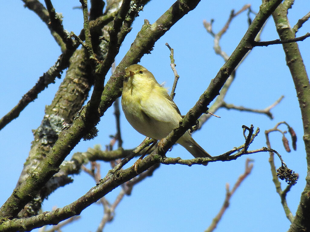 Willow Warbler