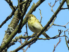 Willow Warbler