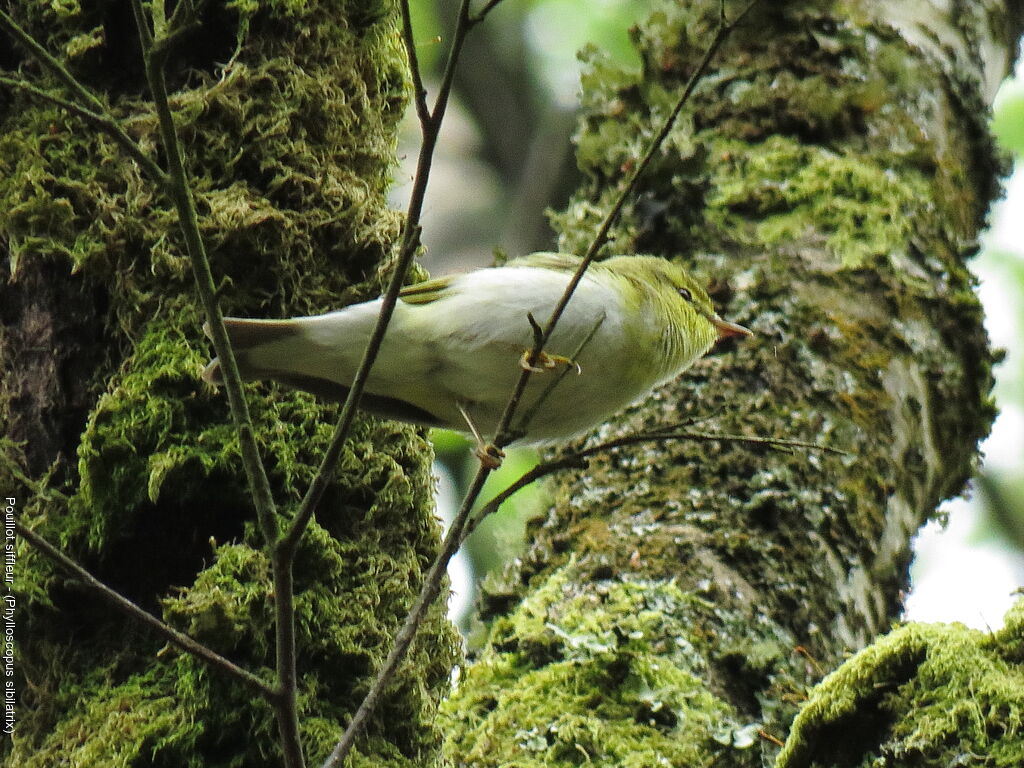 Wood Warbler