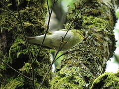 Wood Warbler