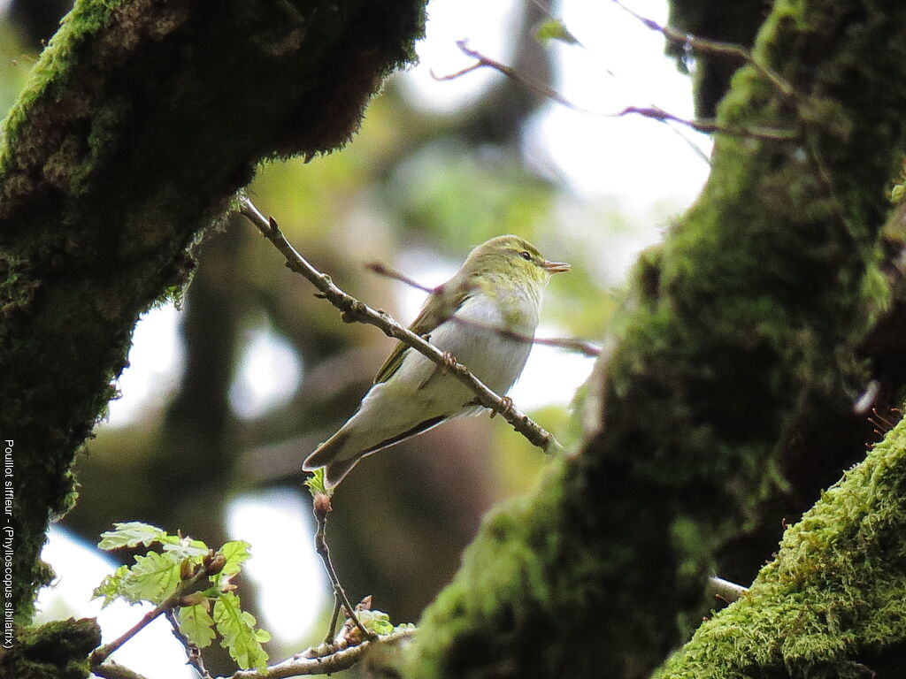 Wood Warbler