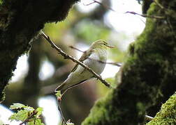 Wood Warbler