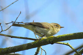 Common Chiffchaff