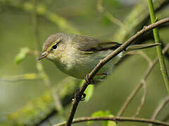 Common Chiffchaff