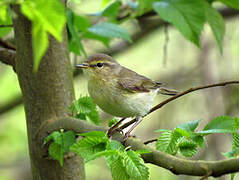 Common Chiffchaff