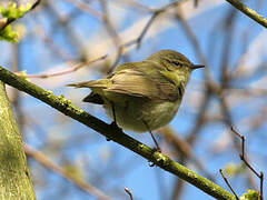 Common Chiffchaff