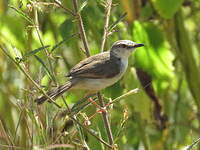 Prinia modeste