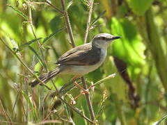 Tawny-flanked Prinia