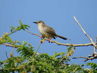 Prinia modeste