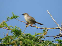 Tawny-flanked Prinia