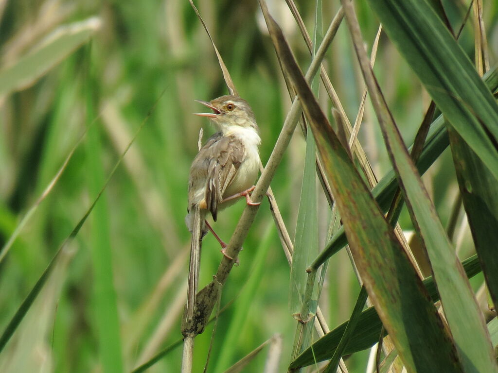 Plain Prinia