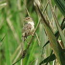 Prinia simple