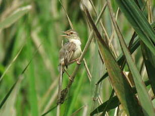 Prinia simple